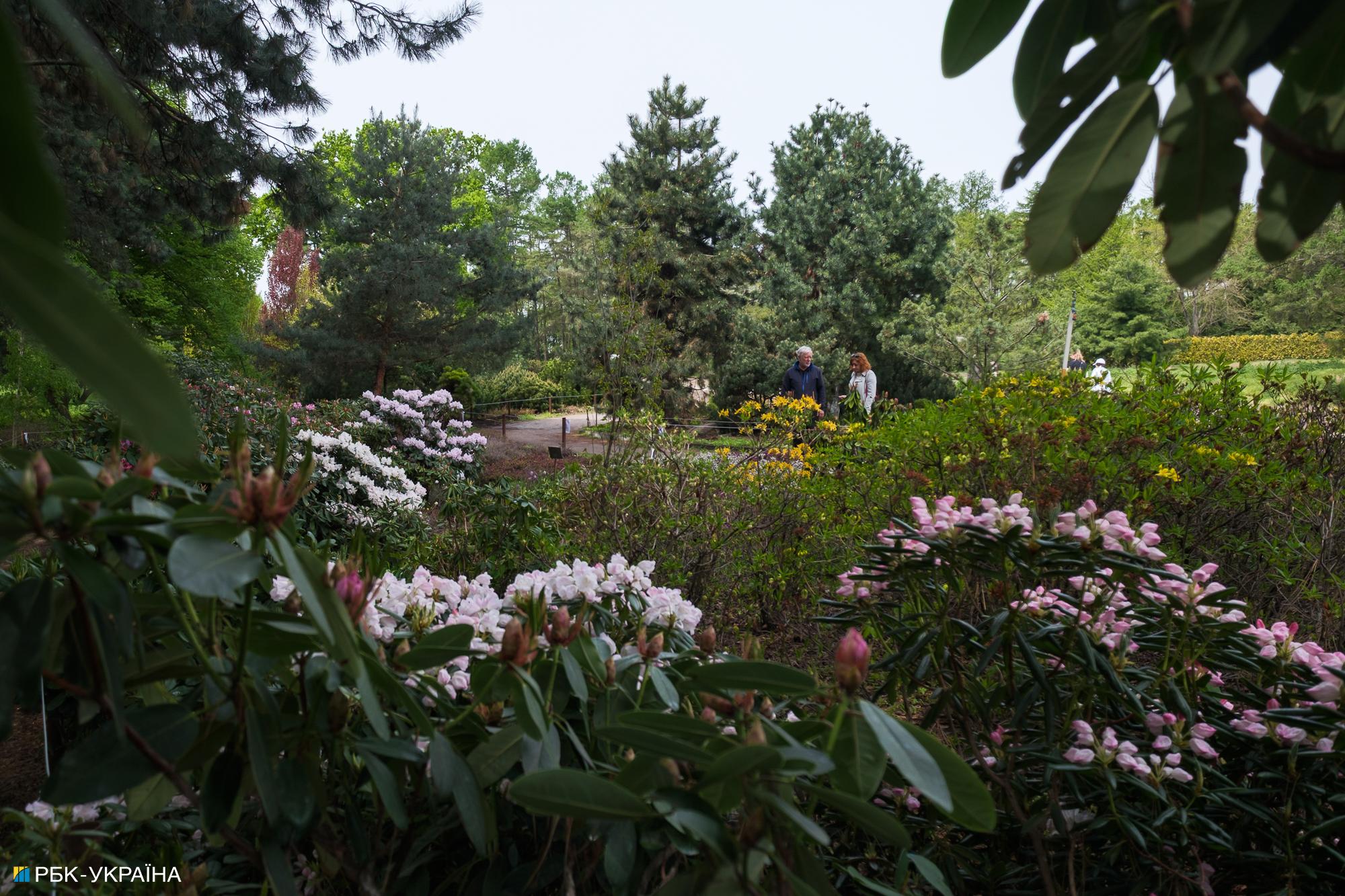 Бузок старіє, а кедр стане новим символом Києва, - Микола Шумик, Ботсад ім. Гришка